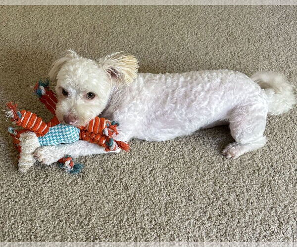 Medium Photo #2 Maltipoo Puppy For Sale in Corona, CA, USA