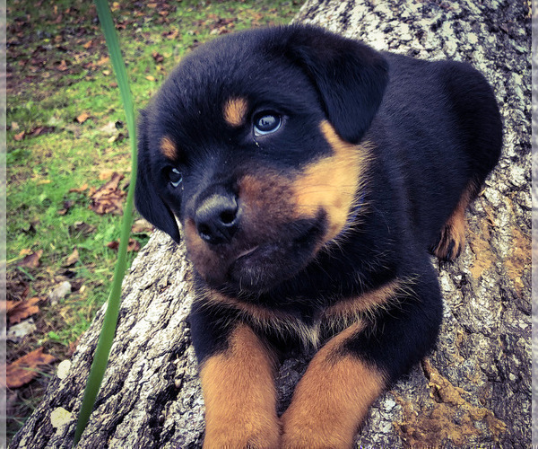 Medium Photo #2 Rottweiler Puppy For Sale in VONORE, TN, USA