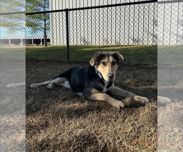 Medium Photo #4 Mutt Puppy For Sale in Evansville, IN, USA