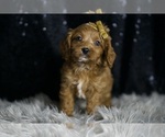 Small Photo #16 Cavapoo Puppy For Sale in WARSAW, IN, USA