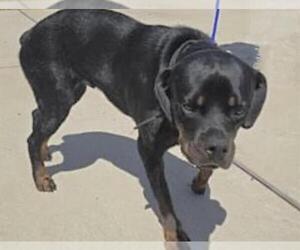 Medium Rottweiler
