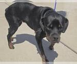 Small Rottweiler