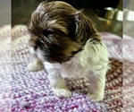 Small Photo #8 Shih Tzu Puppy For Sale in MOORESVILLE, NC, USA
