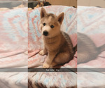 Puppy Puppy 5 German Shepherd Dog-Siberian Husky Mix
