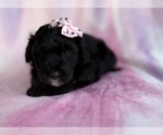 Small #1 Aussiedoodle Miniature 
