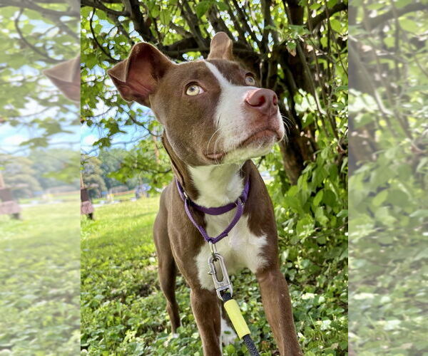 Medium Photo #20 American Pit Bull Terrier-Unknown Mix Puppy For Sale in Brewster, NY, USA
