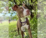 Small #19 American Pit Bull Terrier Mix