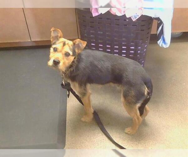 Medium Photo #1 Parson Russell Terrier-Unknown Mix Puppy For Sale in Sacramento, CA, USA