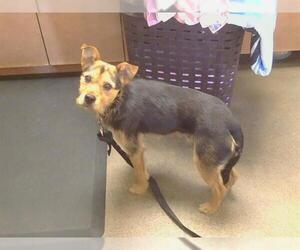 Parson Russell Terrier-Unknown Mix Dogs for adoption in Sacramento, CA, USA