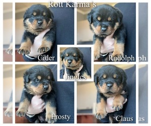 Rottweiler Puppy for sale in COLCHESTER, CT, USA