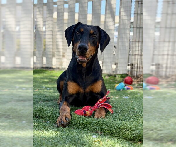Medium Photo #2 Doberman Pinscher Puppy For Sale in Fremont, CA, USA
