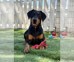Small #1 Doberman Pinscher