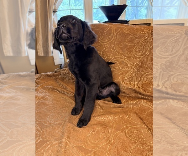 Medium Photo #27 Flat Coated Retriever Puppy For Sale in ROSE HILL, KS, USA
