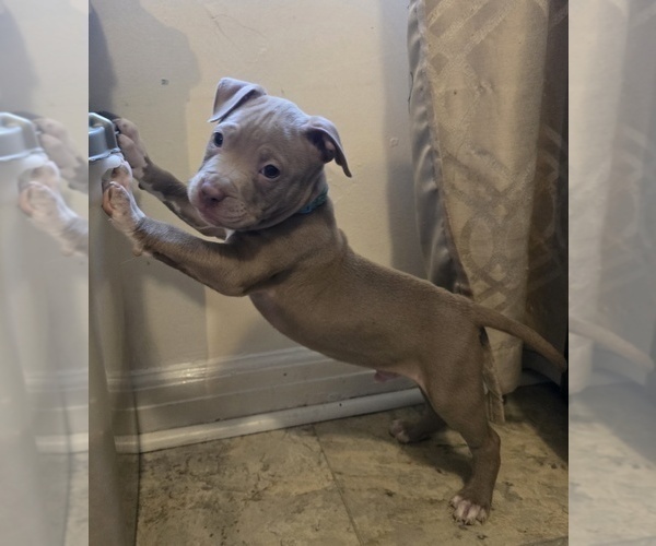 Medium Photo #5 American Pit Bull Terrier Puppy For Sale in COLUMBUS, OH, USA