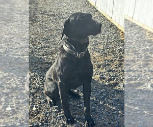 Father of the Labrador Retriever puppies born on 03/01/2024