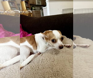 Chihuahua Dogs for adoption in The Woodlands, TX, USA