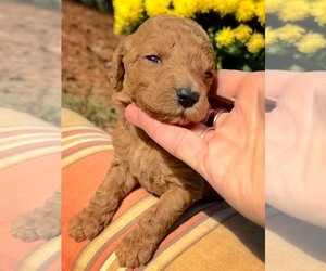 Goldendoodle Puppy for Sale in LA FAYETTE, Georgia USA