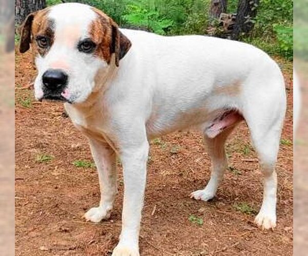Medium Photo #4 Boxer-Unknown Mix Puppy For Sale in Frankston, TX, USA