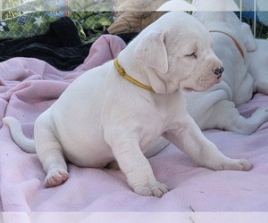 Dogo Argentino Puppy for sale in EAGLE MOUNTAIN, UT, USA