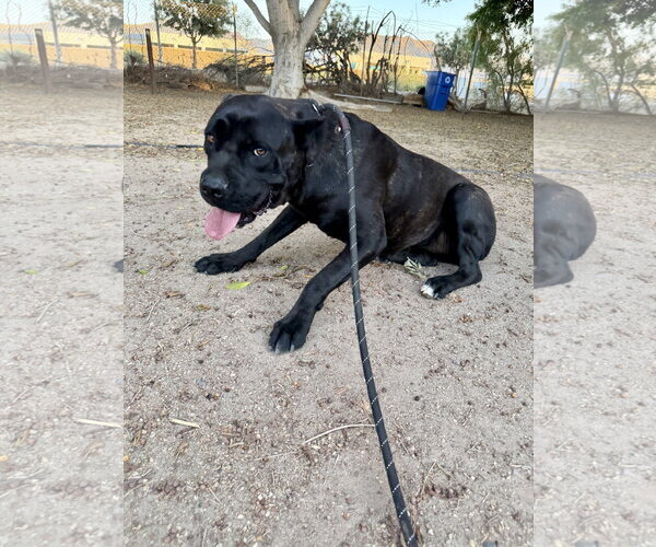Medium Photo #2 Mutt Puppy For Sale in Goodyear, AZ, USA