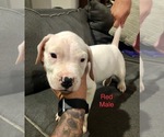 Small Photo #10 Dogo Argentino Puppy For Sale in BEAUMONT, CA, USA