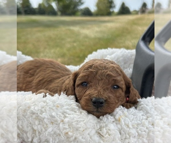 Medium Photo #3 Goldendoodle (Miniature) Puppy For Sale in HULL, IA, USA