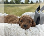 Small #2 Goldendoodle (Miniature)