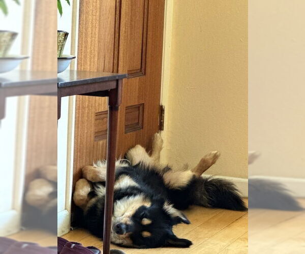 Medium Photo #2 Rottweiler-Siberian Husky Mix Puppy For Sale in Bellingham, WA, USA