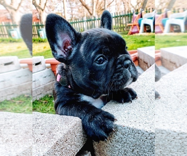 Medium Photo #18 French Bulldog Puppy For Sale in ELGIN, IL, USA