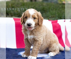 Goldendoodle Puppy for sale in GAP, PA, USA