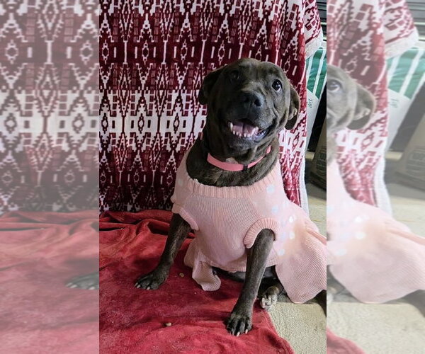 Medium Photo #1 American Pit Bull Terrier-Unknown Mix Puppy For Sale in Germantown, OH, USA