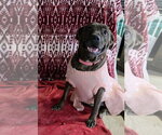 Mallow Cup - Female American Pit Bull Terrier-Unknown Mix Dog for Adoption - Small photo