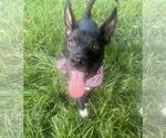 Small #2 German Shepherd Dog Mix