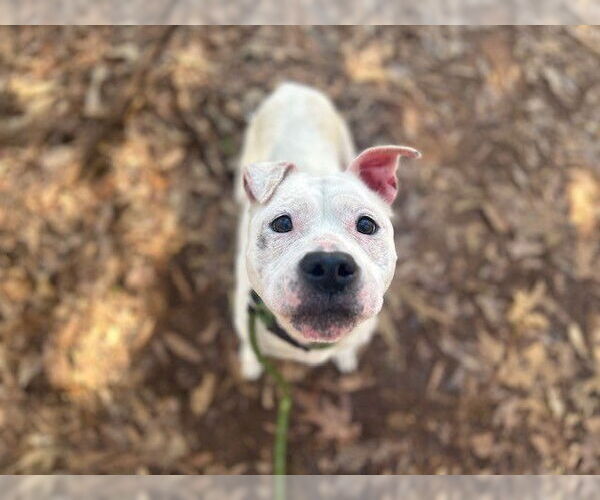 Medium Photo #1 American Pit Bull Terrier Puppy For Sale in Charlotte, NC, USA