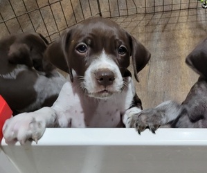 German Shorthaired Pointer Puppy for Sale in LEONARD, Texas USA