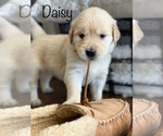 Puppy 4 English Cream Golden Retriever