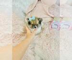 Small #25 Pomeranian
