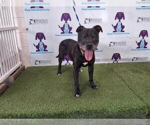 American Pit Bull Terrier Dogs for adoption in Orlando, FL, USA