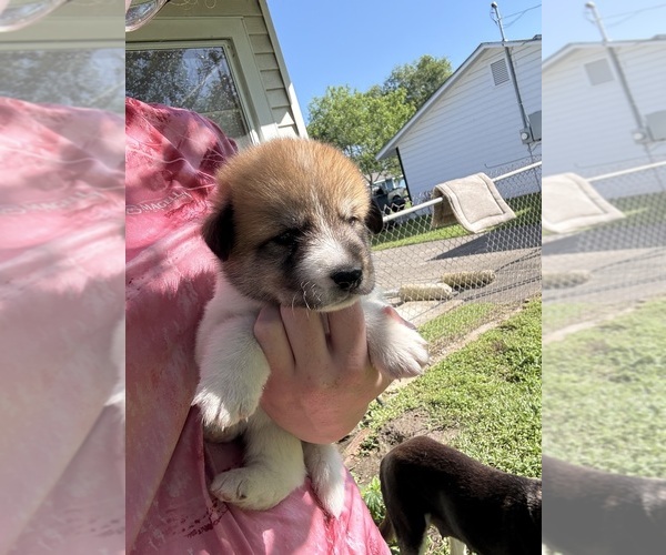 Medium Photo #21 Ausky-Great Pyrenees Mix Puppy For Sale in EDNA, TX, USA