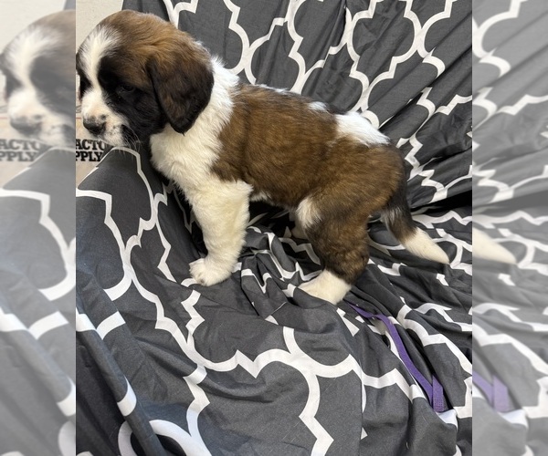 Medium Photo #7 Saint Bernard Puppy For Sale in DELPHI, IN, USA