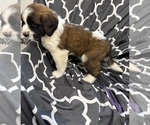 Small #6 Saint Bernard