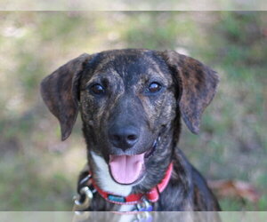 Mountain Cur-Unknown Mix Dogs for adoption in Cookeville, TN, USA