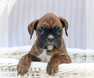 Boxer Puppy for sale in GORDONVILLE, PA, USA