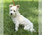 Small #1 Mutt