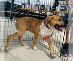Small #6 Great Dane Mix