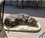 Small #10 American Staffordshire Terrier-Labrador Retriever Mix