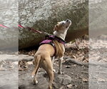 Small #10 American Pit Bull Terrier Mix