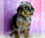 Small Photo #122 Poodle (Miniature) Puppy For Sale in WARSAW, IN, USA