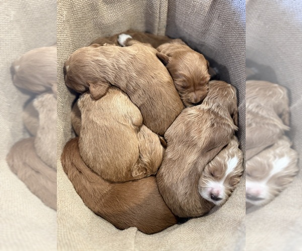 Medium Photo #18 Goldendoodle Puppy For Sale in ORANGEVALE, CA, USA