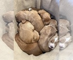Small Photo #18 Goldendoodle Puppy For Sale in ORANGEVALE, CA, USA